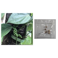 peppercorn plant seeds paminta piper nigrum
