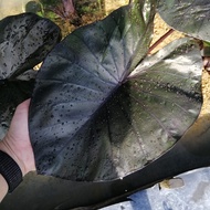 Colocasia kona coffee/keladi hitam viral/Pokok hiasan hidup/Indoor plant/Ornamental plant/Elephant ear