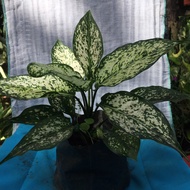 Aglaonema varieties.