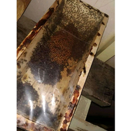 koloni laevicep super produktif siap ternak super produktif kelulut/klanceng/teweul/trigona bisa COD