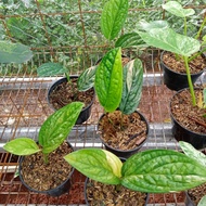 Tanaman hias anthurium sirih variegata promo