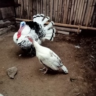 AYAM KALKUN ROYAL PALEM INDUK SEPASANG