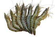 星廚天地 - 越南虎蝦6-8頭 500g (急凍)