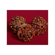 NEPAL 5 FACE RUDRAKSHA - (1 PCS)