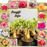 POKOK BUNGA KEMBOJA ADENIUM PLANT THAILAND MULTI LAYER MURAH