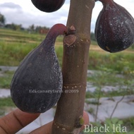 Bibit Buah Tin jenis Black LDA