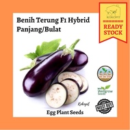 💥READY STOCK💥Brinjal/ Eggplant Seeds - Benih Terung Panjang/Bulat F1 Hybrid ±1g