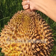 Durian Montong Palu Utuh (3,3kg)