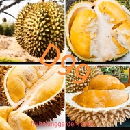 Anak Pokok Durian D99 Kawin 2 Feet ++Tall