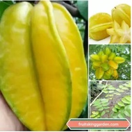 ANAK POKOK BELIMBING MADU HYBRID TAIWAN( STAR FRUIT) Buah Buahan Fruits Live Plant