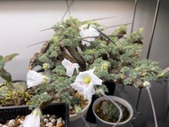 黑皮月界 + 兩盆白皮月界 塊根植物