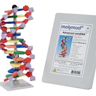Molymod分子模型 限時85折~Molymod《DNA分子模型 (12 Layer)》(MO-DNA12)