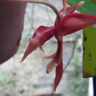 Gongora claviodora. Rare item. Semenanjung Malaysia sahaja.