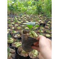 Chayote looks super top. super fruit