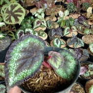 Tananan Hias Begonia Rex Mutiara Hitam/Tanaman Hias Begonia Rex