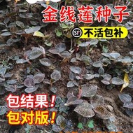 現貨  特價 小欣種業金線蓮種子金線蓮種苗金桃狗胡花金線蝴蝶過路黃稀有金線蘭苗