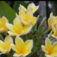 PROMO!!pohon kamboja bali bunga kuning//tinggi 1 meter
