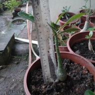 Adenium seed (Anak pokok) Somalense. 1 set 5 anak pokok