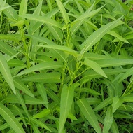 200 Kang Kong / Kangkong Seeds for Gardening / Planting / Growing