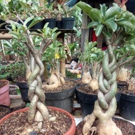 TERBARU Tanaman hias bibit bonsai Adenium bonggol besar Murah