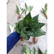 Pokok Lidah Jin/ Lidah Mertua/ Snake Plant/Sansevieria/Mini Green Snake Plant/Outdoor Plant/ Indoor 