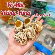 Golden Moon Shell size S - L mouth (1.5cm ~ 3cm) used to replace the shell