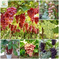 เมล็ดพันธุ์องุ่น Grape Seeds Fruit Trees Seeds ต้นไม้หายาก ต้นผลไม้ บอนไซ ไม้ประดับ ต้นไม้แคระ พันธุ