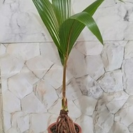 terbaru tanaman hias bibit bonsai kelapa minion super high quality