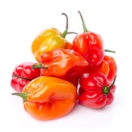 Red Habanero Hot Pepper Seeds/Benih 20pcs