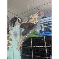 ayam patung untuk ayam laga