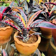 Bromeliad Aechmea Otto