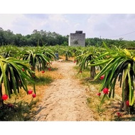 Pokok Dragon Buah Naga