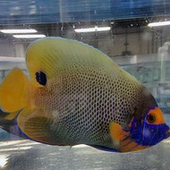 Angel Napoleon (Blue Face Angel)