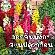 เมล็ดพันธุ์ ดอกลิ้นมังกร สแนปดราก้อน Snapdragon Flower เมล็ดพันธุ์นำเข้าแท้ 100% นำไปขยายพันธุ์ต่อได้ ไม่กลายพันธุ์