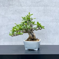 小品盆栽-梔子花 盆景 送禮