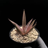 SG859-血章魚龍舌蘭/稀有血雨🔥多肉植物小盆栽禮物🔥