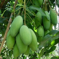 POKOK MANGGA LEMAK HYBRID