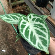 anthurium dorayaki 