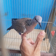 Tekukur Derkuku Lokal Kuk 3 Paten