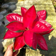 Aglaonema Suksom Jaipong Merah Menor / Aglonema Suksom florist nursery