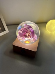 紫緋斑點蘭|米奇蝴蝶蘭水晶球夜燈