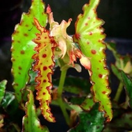 Begonia Collection [RARE PLANT] [HOT SELLING]