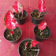 Bibit Bonggol aglonema suksom jaipong