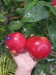buah delima Merah import
