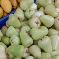 Jambu Air Madu Segar Baru Petik