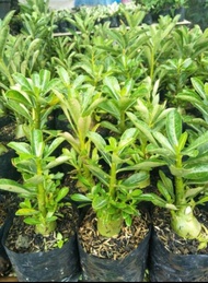 tanaman bonsai adenium siap bunga