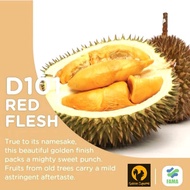 RED FLESH D101 DURIAN PULP @ ECO FARM FRESH FRUIT BUAH DURIAN FLESH 榴莲 红肉