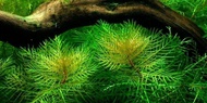 myriophyllum mattogrossense tanaman aquascape 20btg. tanaman hias air