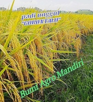 Benih padi unggul malai panjang GORONTALO