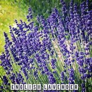 ENGLISH / FRENCH LAVENDER SEED {FREE SHIPPING}